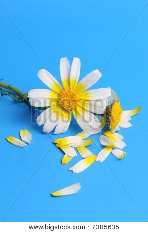 sfondo fiore