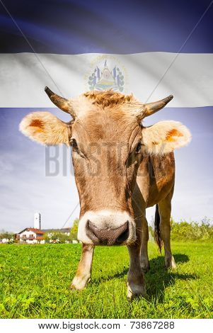 Cow With Flag On Background Series - El Salvador