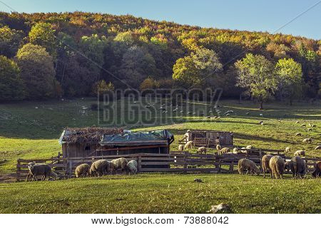Sheepfold And Grazing Sheep Flock