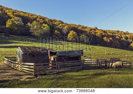 Sheepfold And Grazing Sheep Flock