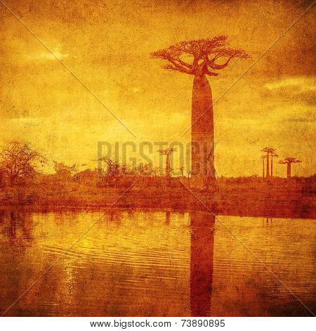 Vintage Image Of Baobabs Avenue, Madagascar