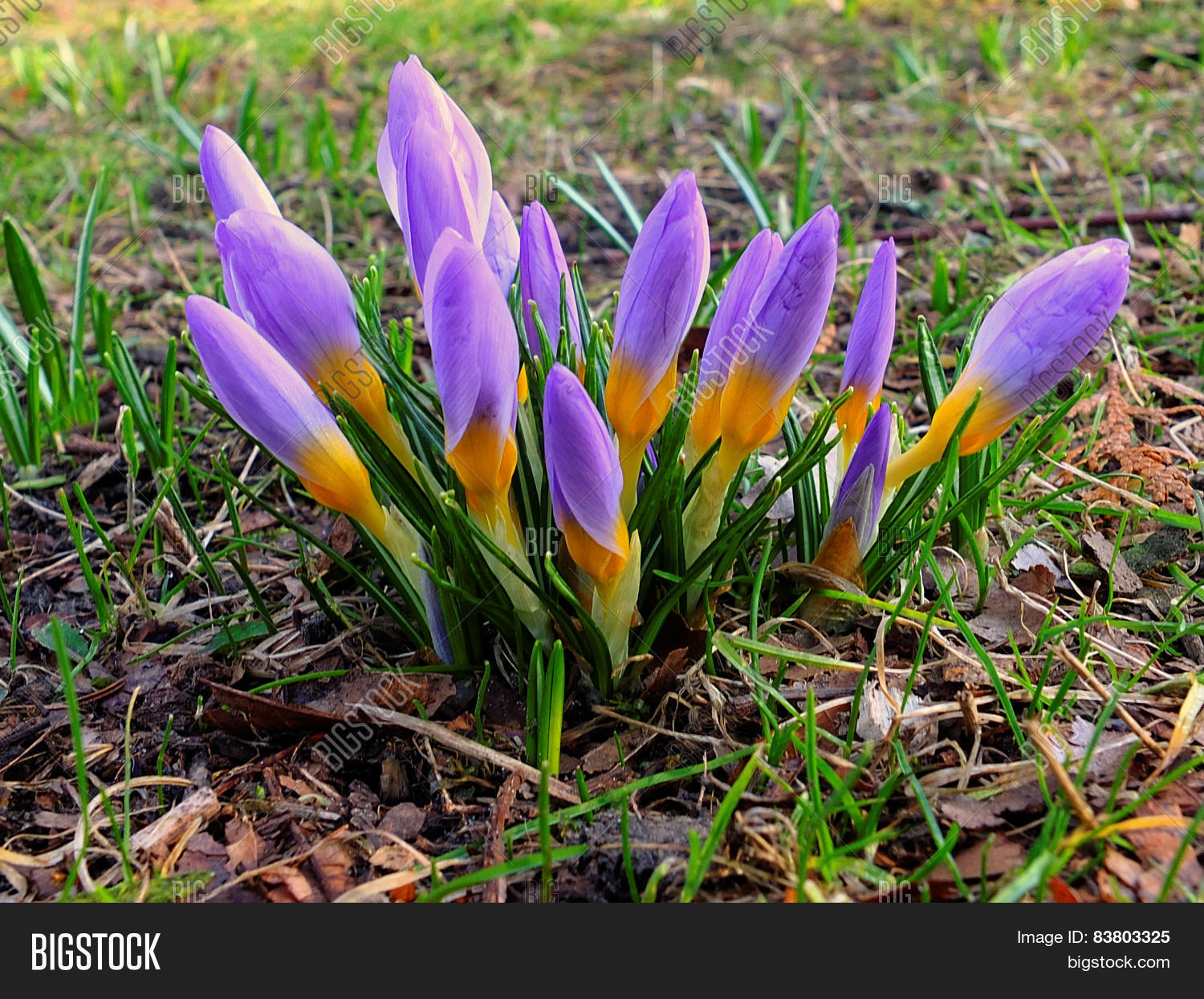 Image Preview