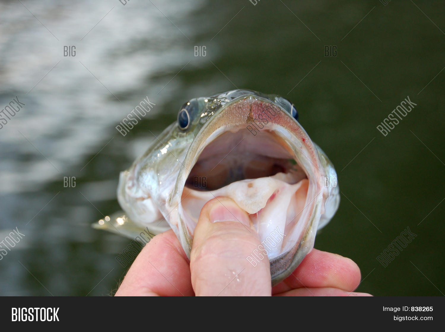 Image Preview