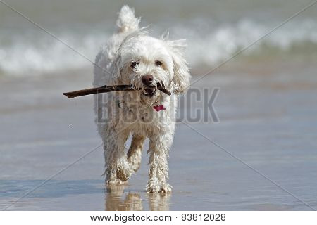 Small White Dog Carrying A Stick At The Beach
