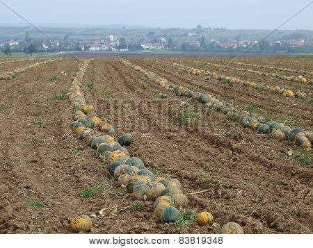 Autumn harvest of pumpkins from the field, Niederösterreich, Austria state