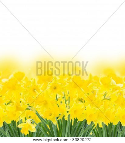 spring narcissus on white