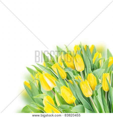 spring tulips on white