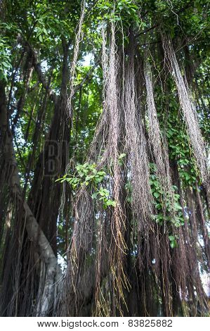 tree old ages root branches ground concepttree old ages root branches ground concept