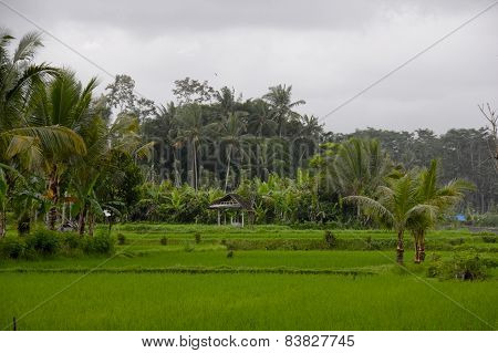 Beautiful Rice Farmland On Bali, Indonesia