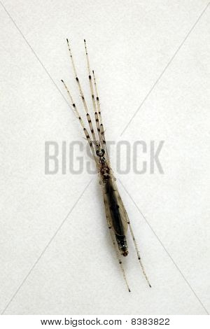 นกกระเรียนบินมาเลเซีย (Diptera:Tipulidae)