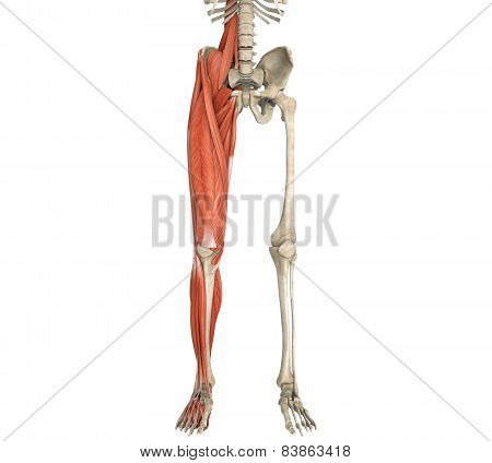 Legs Muscles Anatomy
