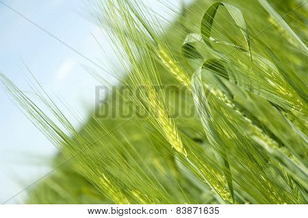Rye On The Rye Field
