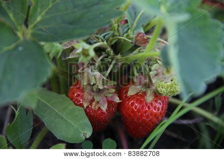 strawberries