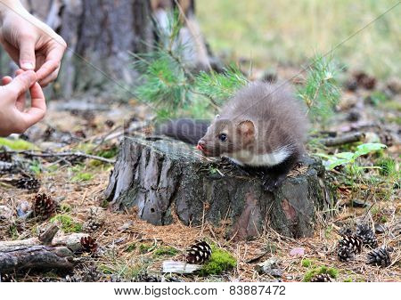 Feeding Young Marten Beech