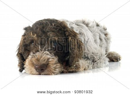 Romagna Water Dog