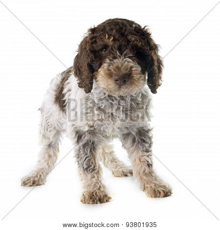 Romagna Water Dog