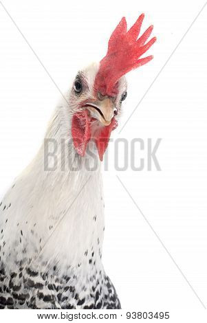 Braekel Chicken