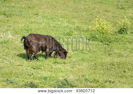 Black Goat Eating Plant