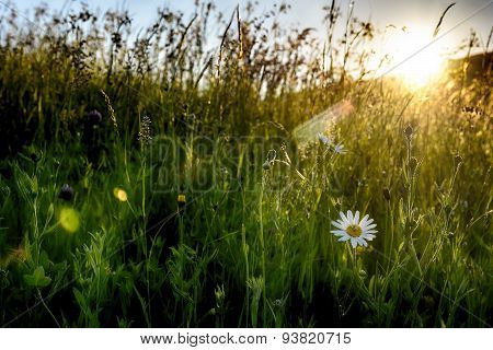 ale of light. Morning on mountain hills. Holbav