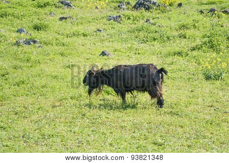 Black Goat Eating Plant