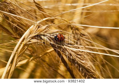 ladybug