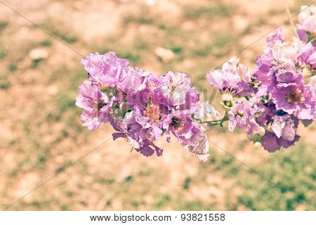 Cananga Odorata Flowers, Thai Flower Tabak