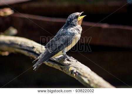 Young swallow