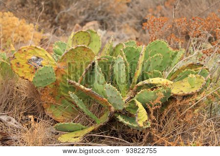 Cactus