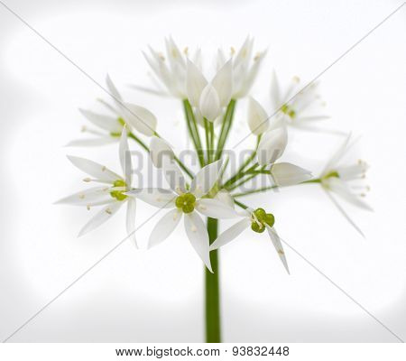 Wild Bear Garlic Flower Isolated On White