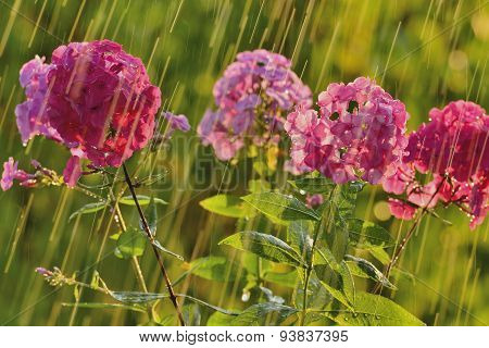 Summer rain and phlox