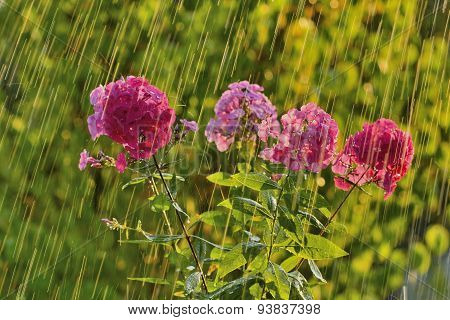 Summer rain and phlox