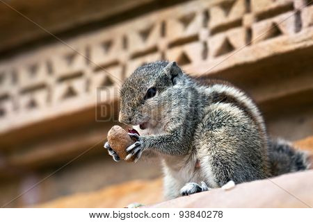 Chipmunk