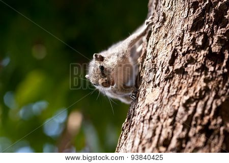 Chipmunk