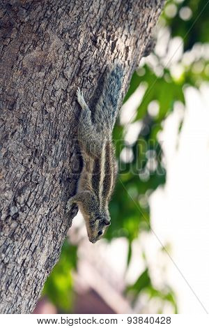 Chipmunk on the tree