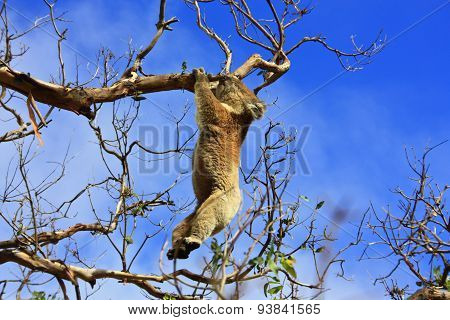 Koala