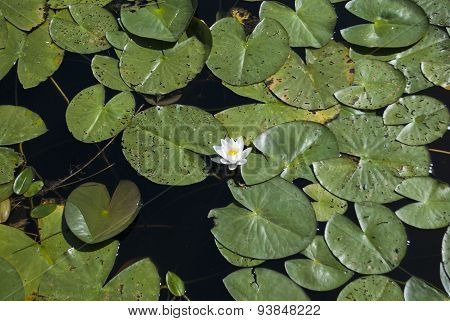 Beautiful White Lily On A Summer Lake