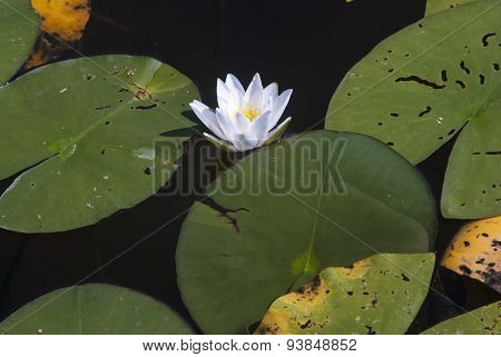 Beautiful White Lily On A Summer Lake