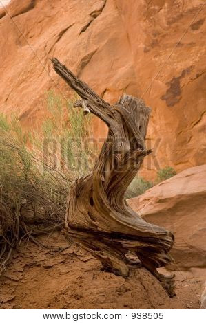 Cedar Snag