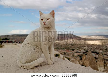 White cat