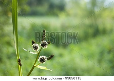 Fruit Of Wild Plants