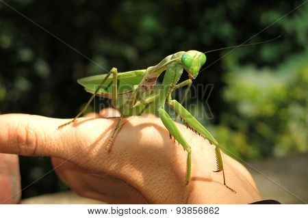 green praying mantis / Mantis religiosa