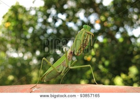 green praying mantis / Mantis religiosa
