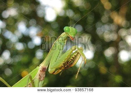 green praying mantis / Mantis religiosa