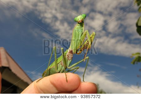 green praying mantis / Mantis religiosa