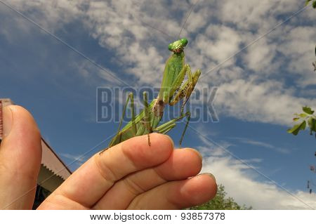 green praying mantis / Mantis religiosa