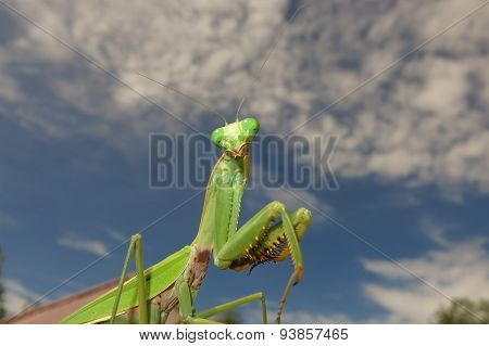 green praying mantis / Mantis religiosa