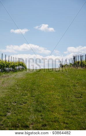Grape field on the sky background in spring