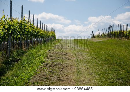 Grape field on the sky background in spring