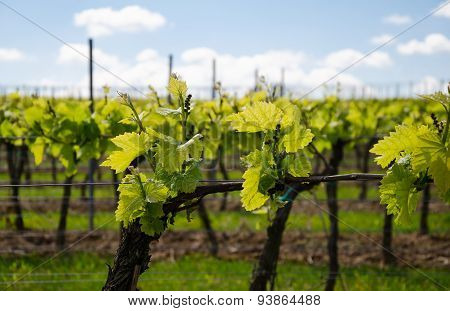 Grape field on the sky background in spring
