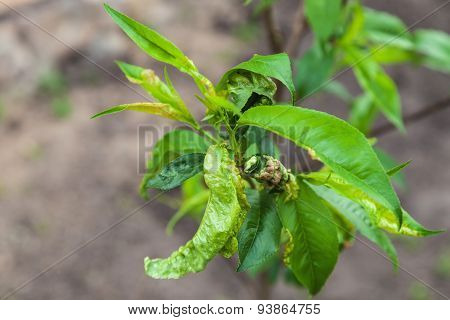 Peach Leaf Curl,taphrina Deformans